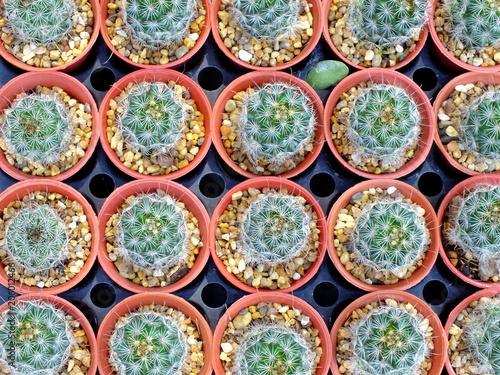 top view of group of cactus succulent in a pot