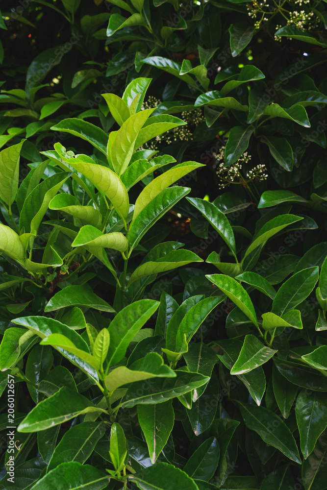 Fototapeta premium Beautiful leaves of tropical plants in garden and park. 