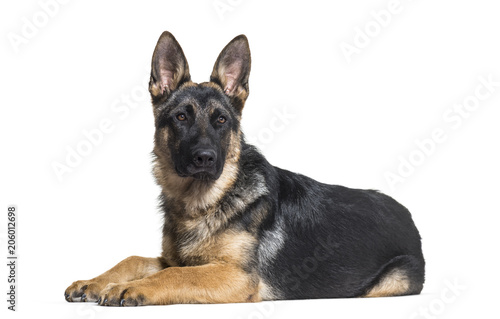 German Shepherd dog lying on front against white background