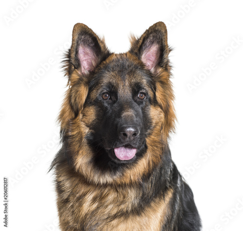 German Shepherd dog against white background