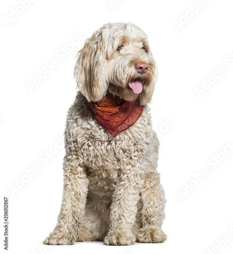 Fototapeta Naklejka Na Ścianę i Meble -  Portuguese Water Dog sitting in studio against white background
