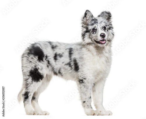 Young Border Collie dog standing against white background