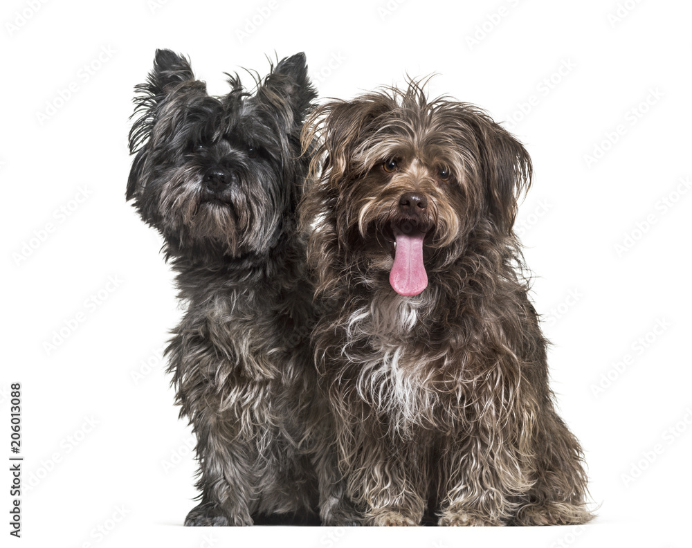 Mixed-breed dogs sitting together against white background