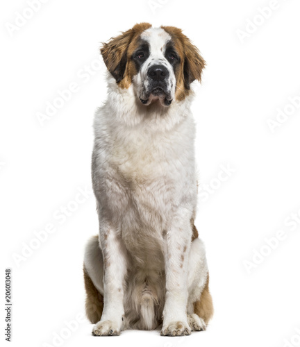St.Bernard dog sitting and looking at camera against white backg photo