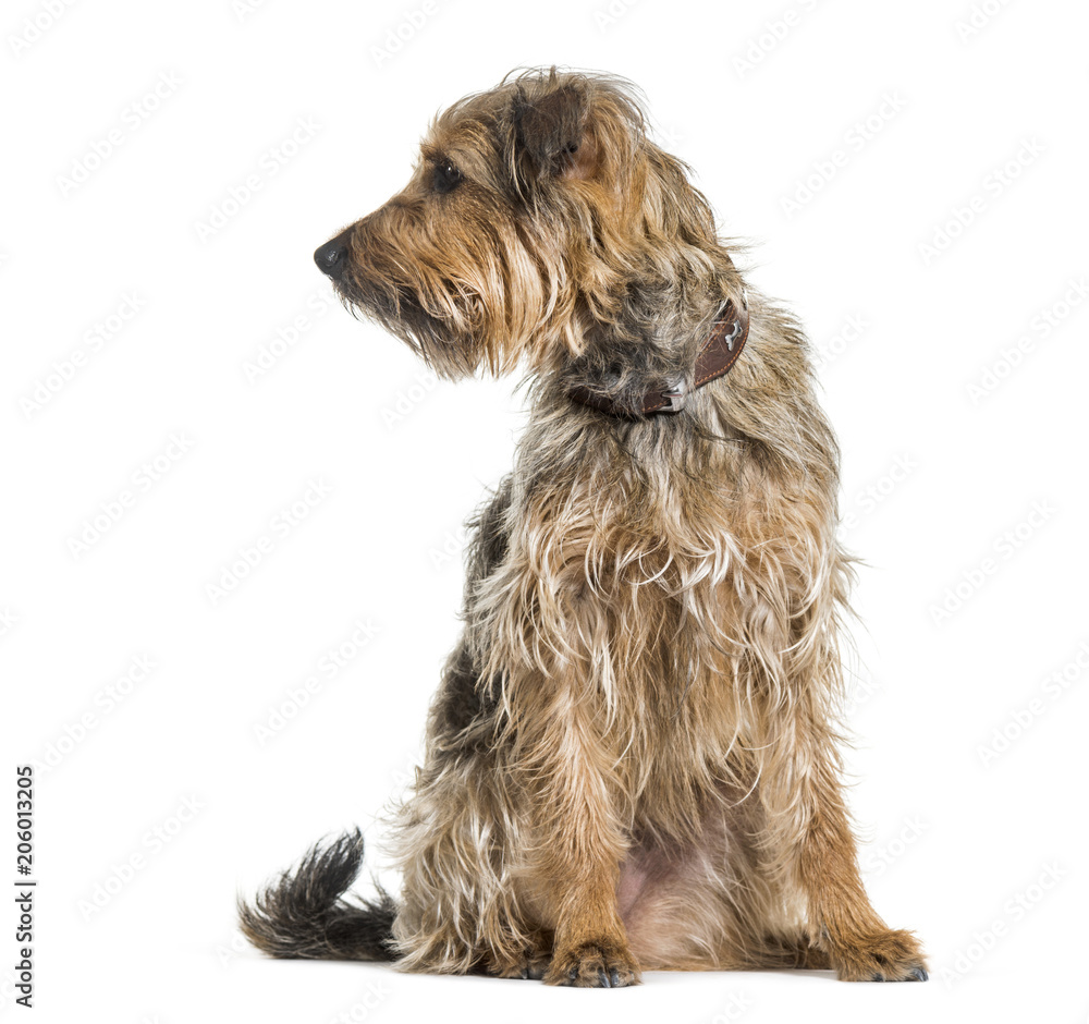 Mixed-breed dog looking away against white background Mixed-breed dog looking away against white background