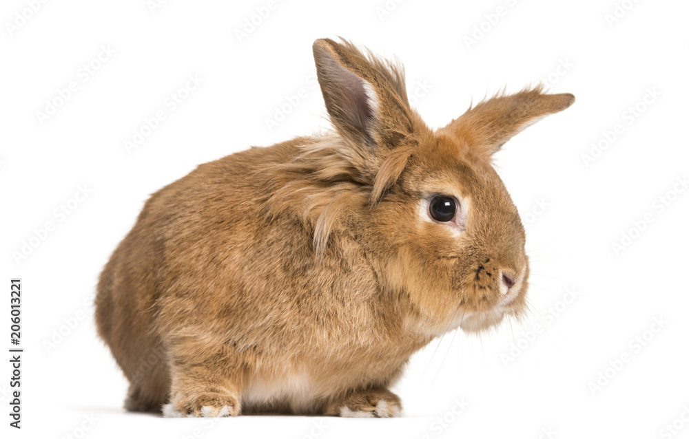 Obraz premium Brown rabbit looking at camera against white background