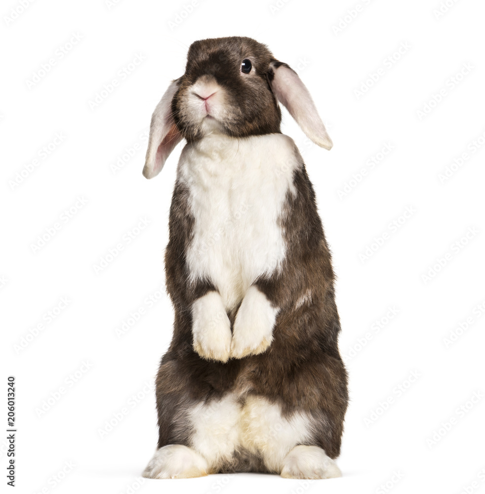 Naklejka premium Rabbit sitting on hind legs against white background