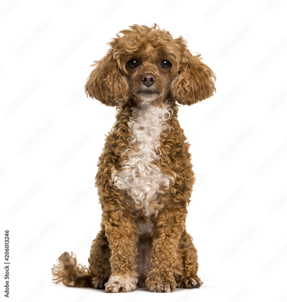 Poodle dog sitting and looking at camera against white background Poodle dog sitting and looking at camera against white background