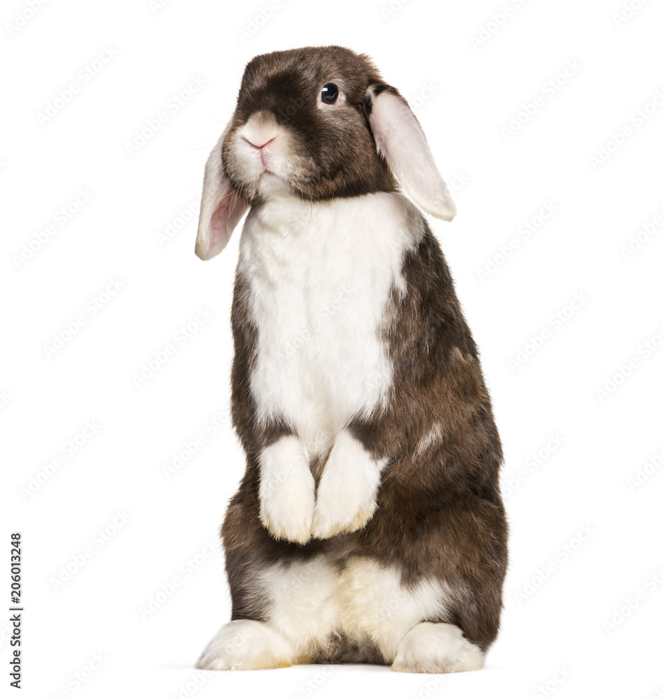 Naklejka premium Rabbit looking at camera, on hind legs against white background