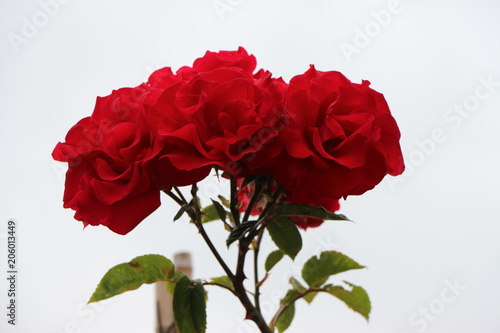 rote rosen