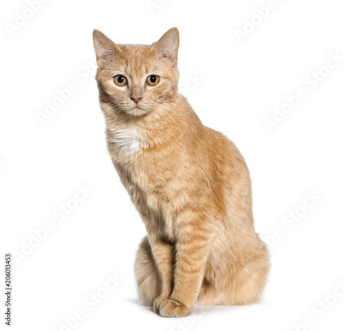 Fototapeta Naklejka Na Ścianę i Meble -  Mixed-breed cat sitting against white background