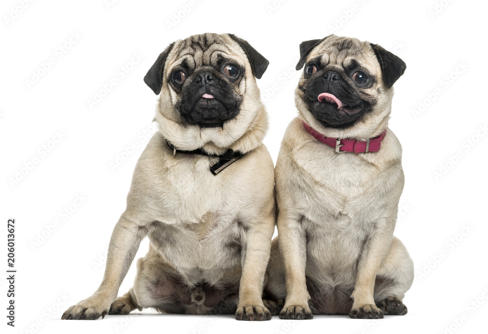 Pug dogs sitting together against white background