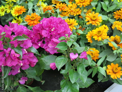 Blumen