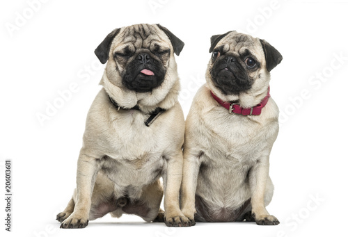 Two Pug dogs sitting together against white background © Eric Isselée