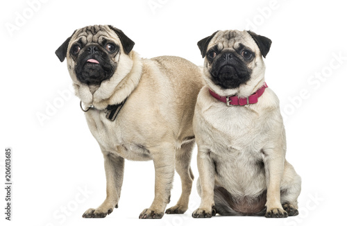 Pug dogs sitting together looking at camera against white backgr