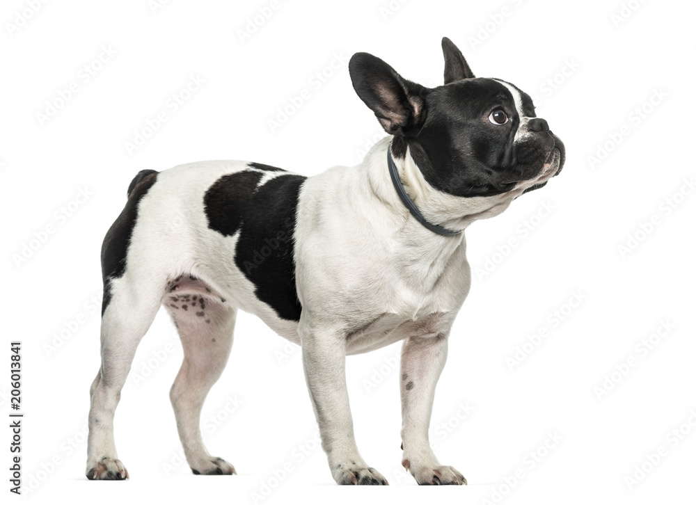 French bulldog looking up against white background French bulldog looking up against white background