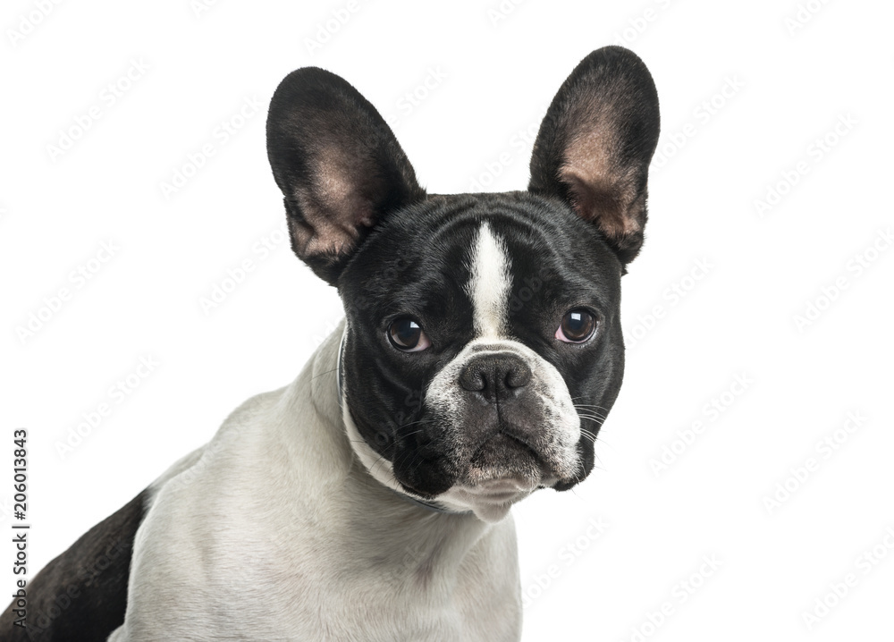 French bulldog in close up against white background