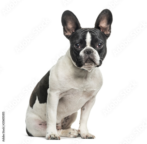French bulldog looking at camera against white background photo