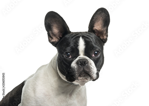 French bulldog in close up against white background © Eric Isselée
