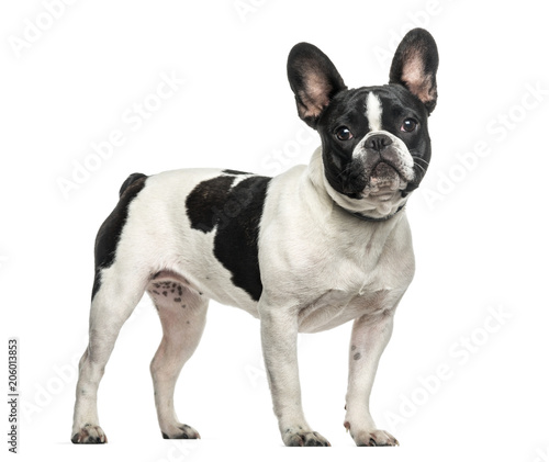 Fototapeta Naklejka Na Ścianę i Meble -  French bulldog standing against white background