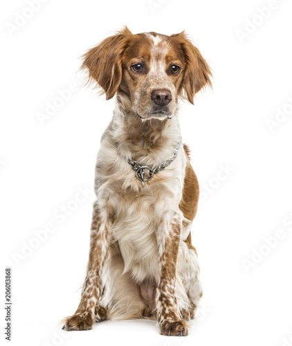 Fototapeta Naklejka Na Ścianę i Meble -  Brittany dog sitting against white background