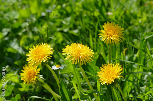 dandelion