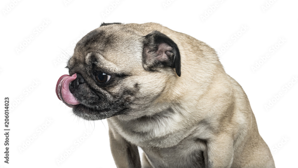 Pug dog licking nose against white background