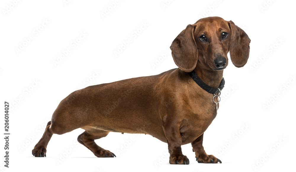 Dachshund dog standing against white background