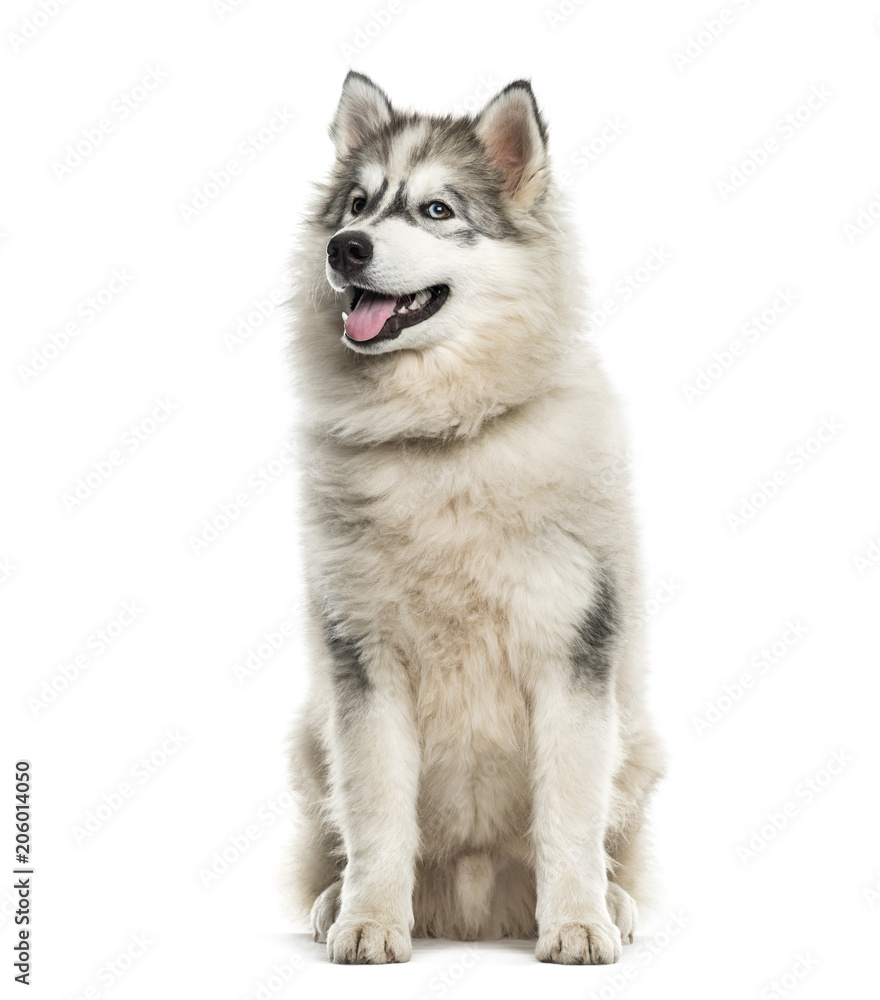 Young Alaskan Malamute dog looking up against white background