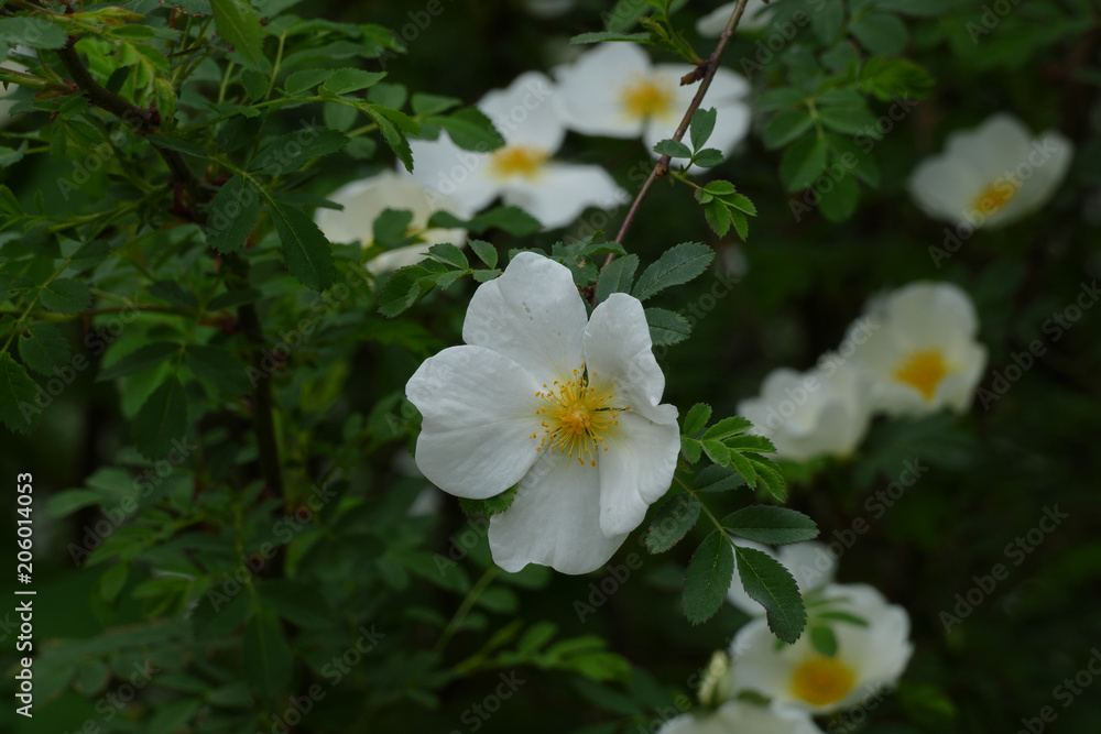 white rose white rose