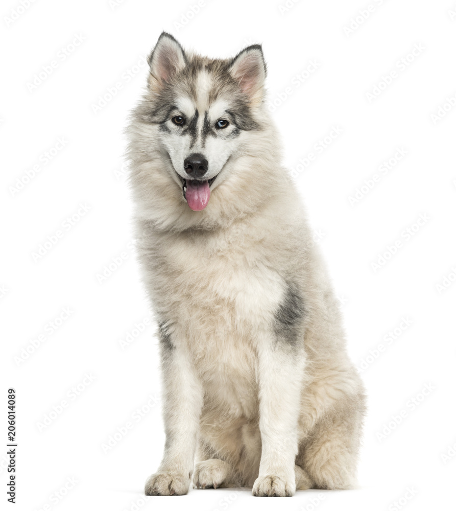 Young Alaskan Malamute dog sitting against white background