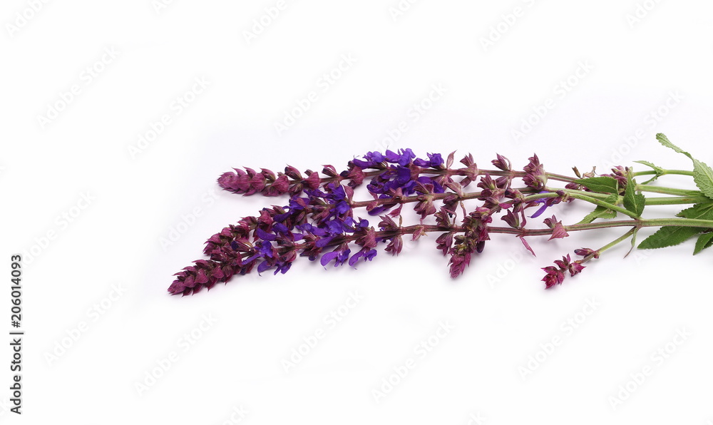 Obraz premium Purple wildflowers, mint flowers isolated on white background
