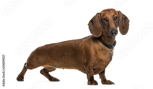 Dachshund dog standing against white background