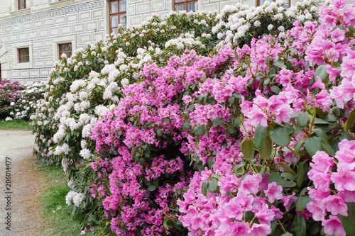 rhododendron floret