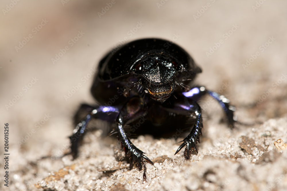 beetle in the sand

