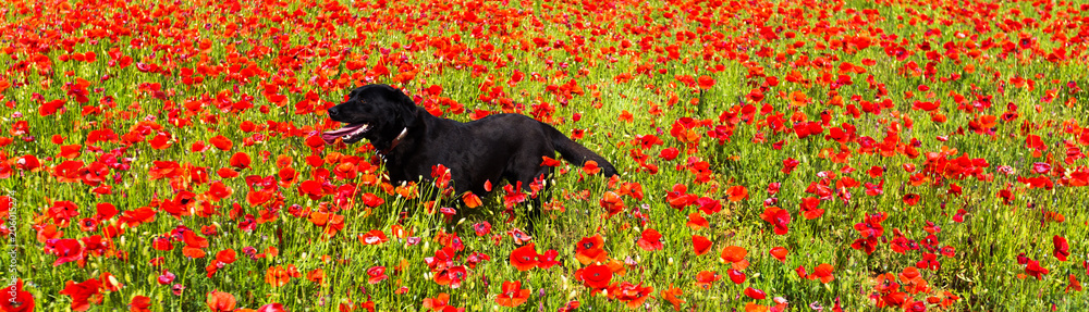 labrador dans un champ de coquelicots labrador dans un champ de coquelicots