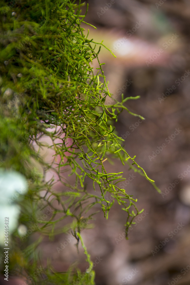 Plant details in a forest in Brisbane, Australia Plant details in a forest in Brisbane, Australia
