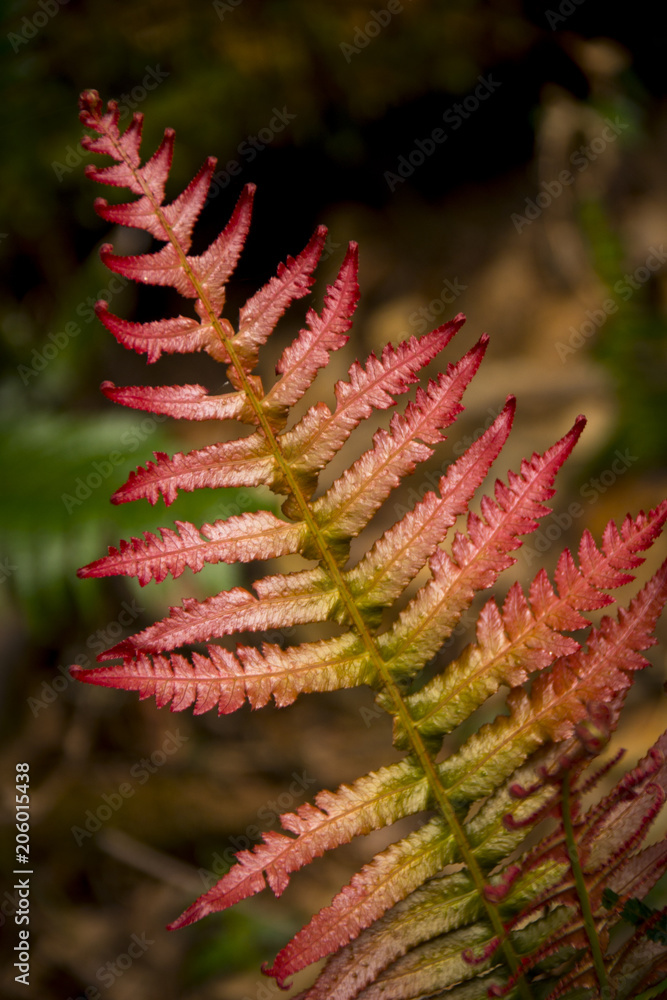 Plant details in a forest in Brisbane, Australia Plant details in a forest in Brisbane, Australia