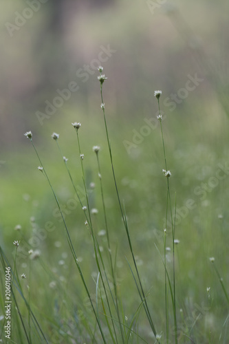 small flowers in grass   © Maciej Sobczak