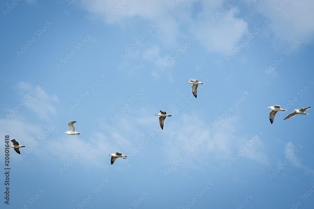 seven seagulls flying next to each other on the background of blue sky and clouds