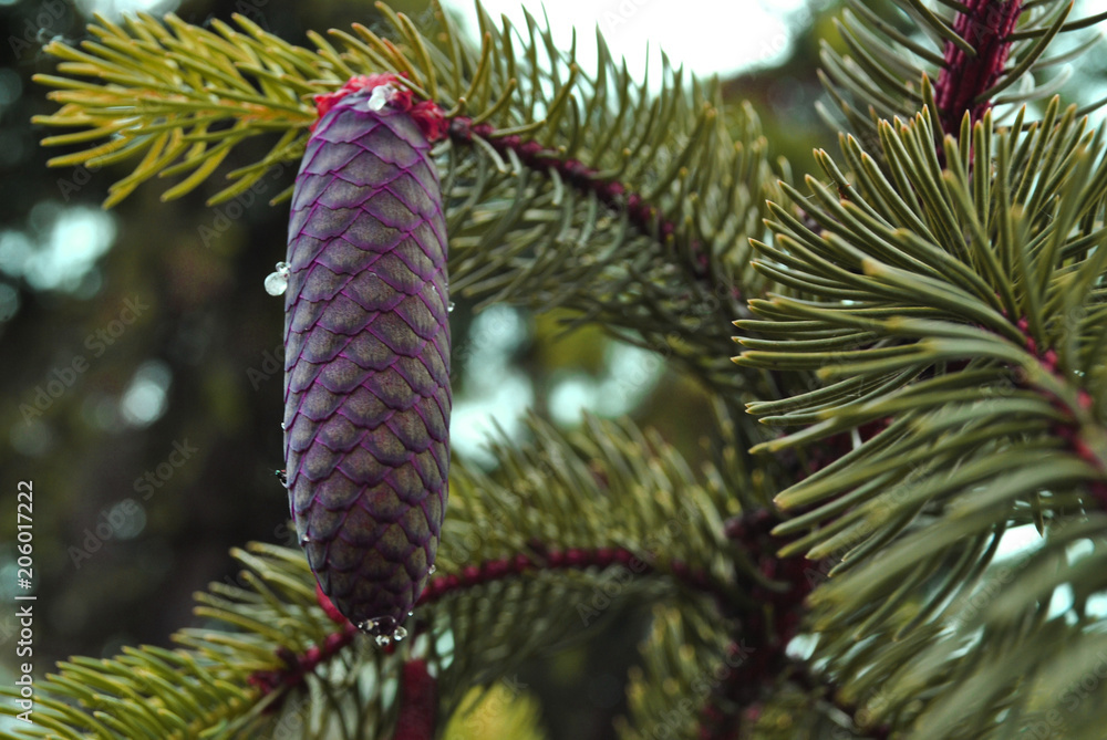 Pine fluffy green branches with long new cone close up, dark red scales and drops, soft blurry background