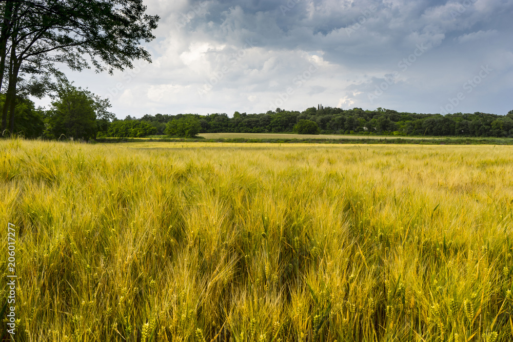 Fototapeta premium Barley fields in the Po Valley