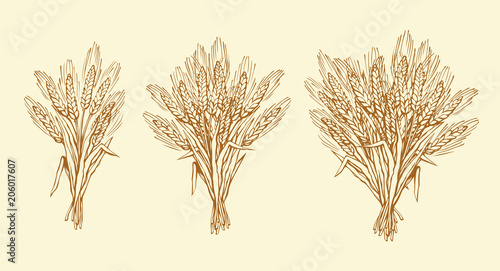 Seven spikelets of wheat. Vector drawing