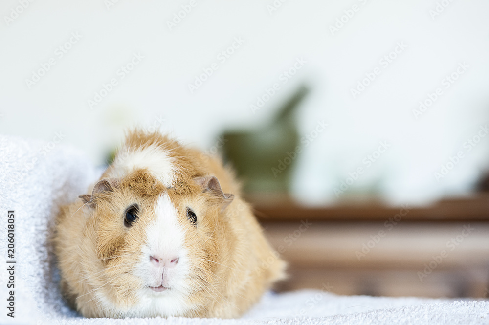 Fototapeta premium Cochon d'Inde couleur caramel et blanc
