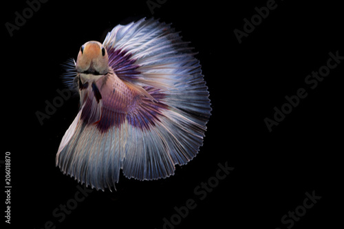 Siamese Fighting Fish   Betta Fish   Front view   White Silver color © Olly