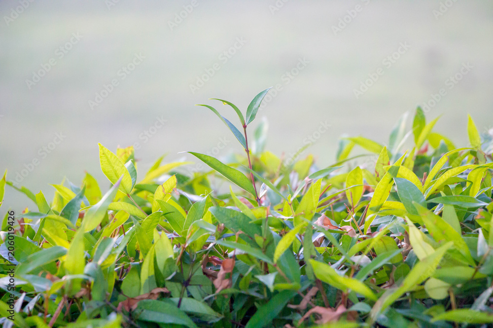 green young plant in park green young plant in park