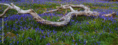 Rannerdale Bluebells,The carpet of  bluebells at Rannerdale grow in open hillside, with most of the valley turning blue when they are in bloom photo