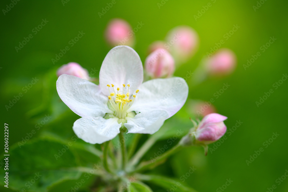 Apple flowers over natural green background Apple flowers over natural green background