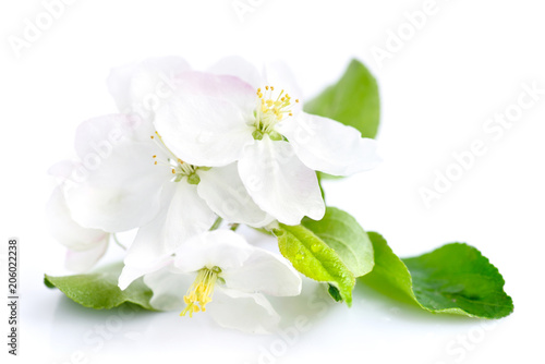 Apple blossom on a white background © nmelnychuk