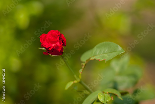 macro shot red rose flower in garden © chartnawin